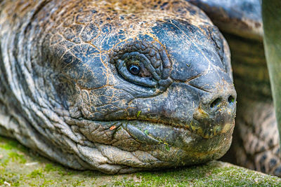 Close-up portrait of a lizard