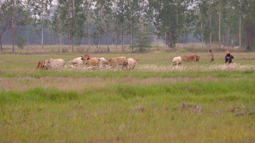 Sheep in a field