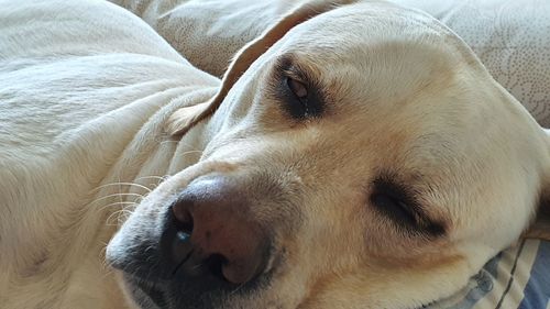 Close-up of dog sleeping