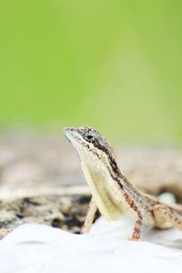 Close-up of a lizard on wood