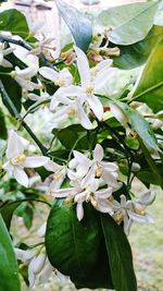 Close-up of white flowers