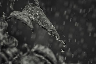 Raindrops falling on plant