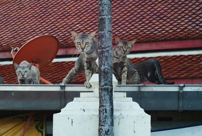 Portrait of a cat sitting on roof