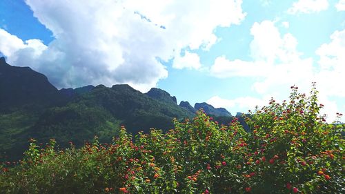 Scenic view of flowering plants against sky