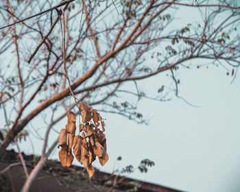 Close-up of dried leaves on branch against sky