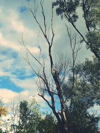 Low angle view of bare tree against sky