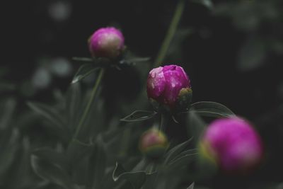 Close-up of pink flowering plant