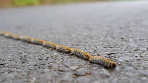 Close-up of insect on road
