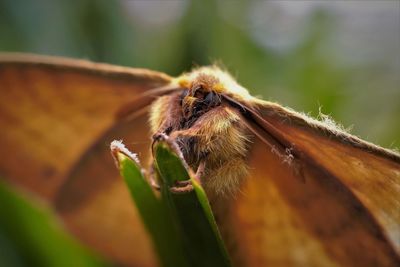 Close-up of bee on leaf