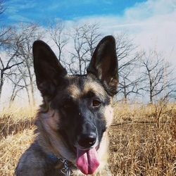 Portrait of dog standing on field