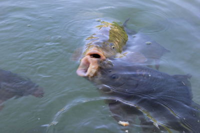 High angle view of fish swimming in sea