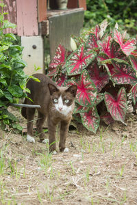 A young cat in chocolate is standing in front of a bush.