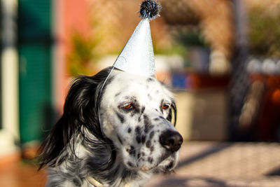 Close-up of dog looking away with a funny hat