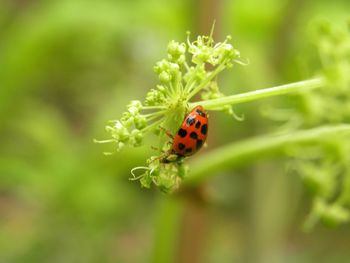 Close-up of ladybug on flower