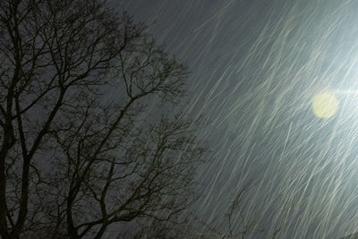 Low angle view of bare tree against sky at night