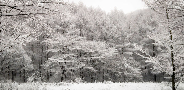 Scenic view of snow covered landscape
