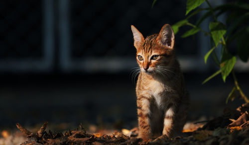 Portrait of a kitten sitting on land