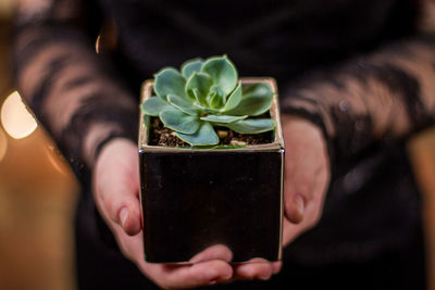 Midsection of woman holding potted succulent plant