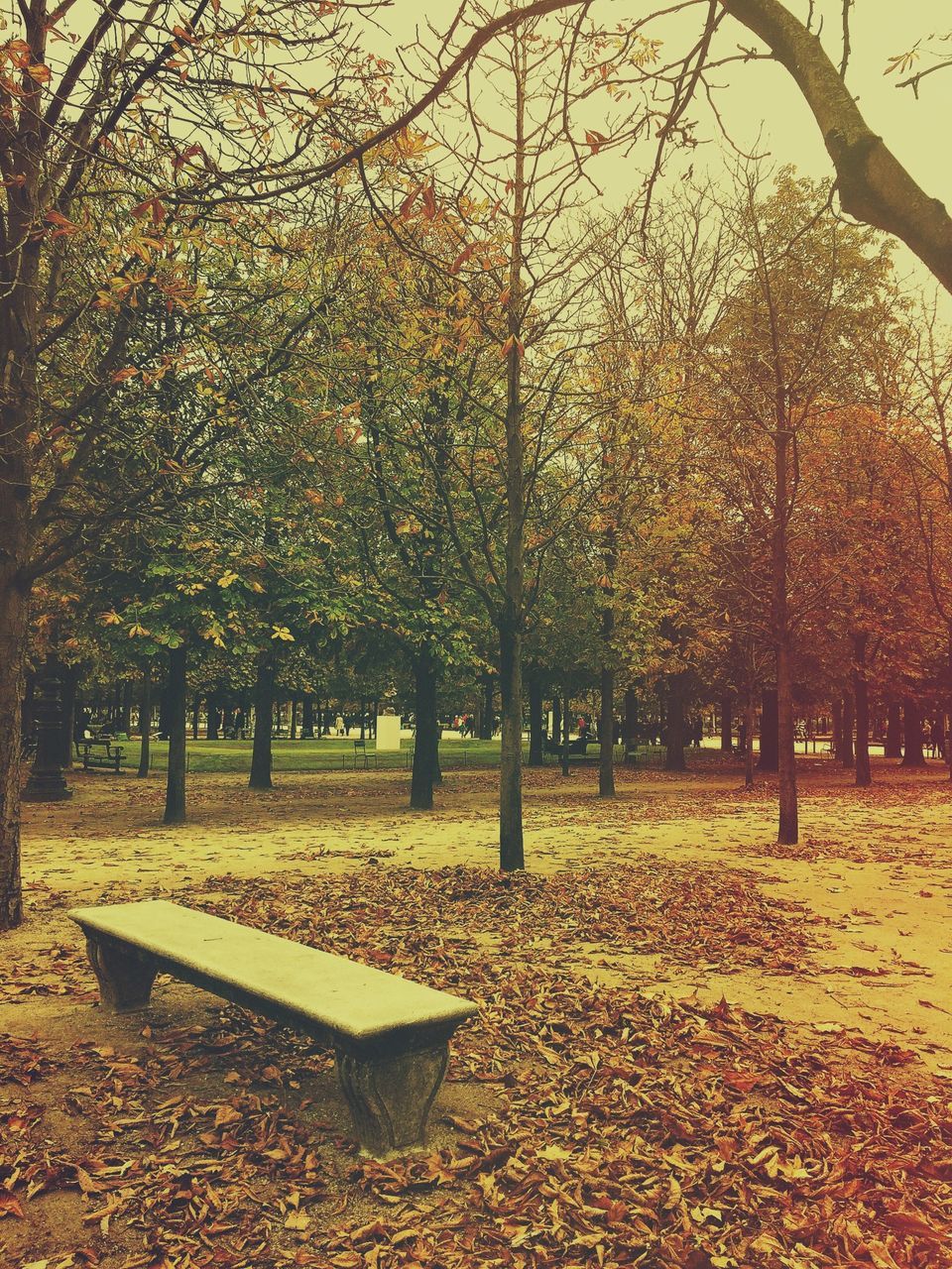 tree, autumn, change, season, leaf, park - man made space, branch, tranquility, tree trunk, nature, growth, bench, tranquil scene, park, beauty in nature, fallen, day, scenics, sunlight, outdoors