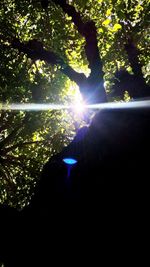 Sun shining through tree