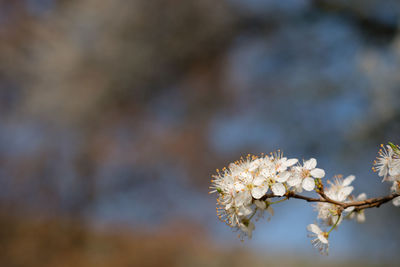 White spring blossom at a fruit tree with bokeh and close-uü