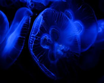 Close-up of jellyfish swimming in water