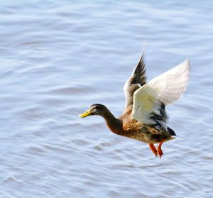 Seagull flying over lake