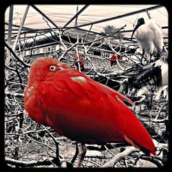 Close-up of parrot in cage