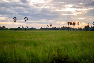 Scenic view of agricultural field against sky during sunset