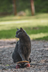 Black cat looking away while sitting on footpath