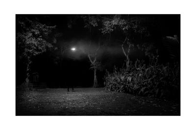 Illuminated trees at night