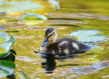 Close-up of duckling swimming in lake