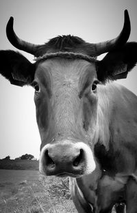 Portrait of cow against clear sky