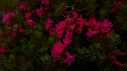 Close-up of red flowers