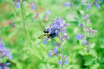 Bee pollinating on purple flowering plant