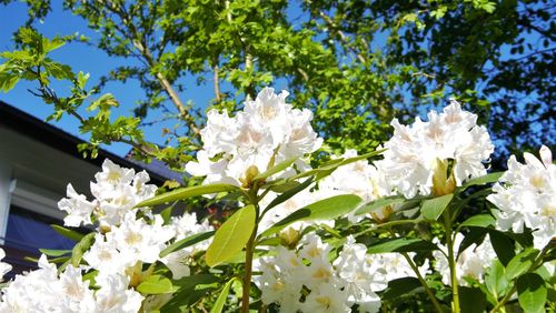 Low angle view of white flowering tree