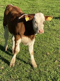 Cow standing in a field