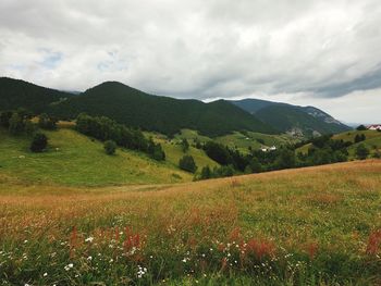 Scenic view of field against sky