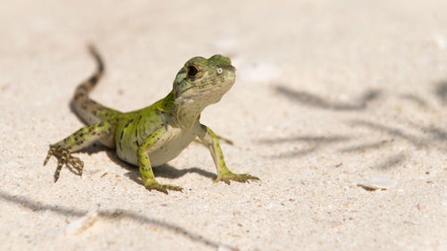 Close-up of lizard on land