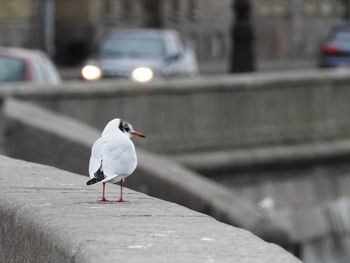 Seagull walking on embankment