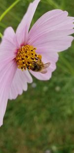 Close-up of bee on flower