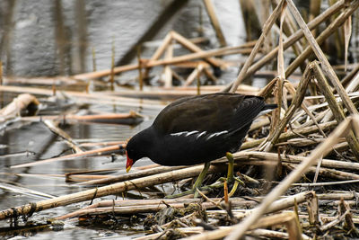 Black bird perching on wood