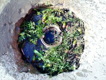 Plants growing on rocks