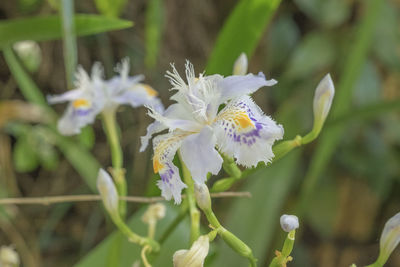 Close-up of white flowers blooming outdoors