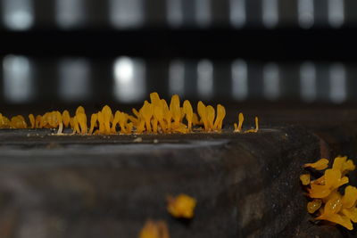 Close-up of yellow flowers