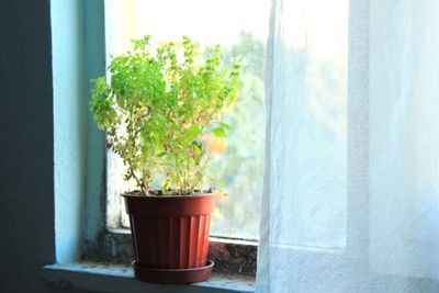 Potted plant on window