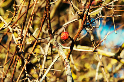 Close-up of red berries on tree