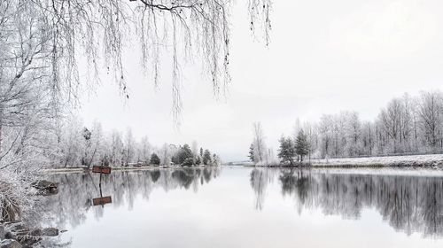 Reflection of trees in water