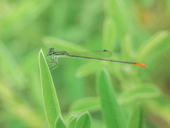 Close-up of grasshopper on leaf