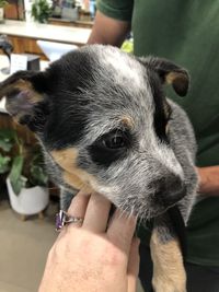 Close-up of person holding dog